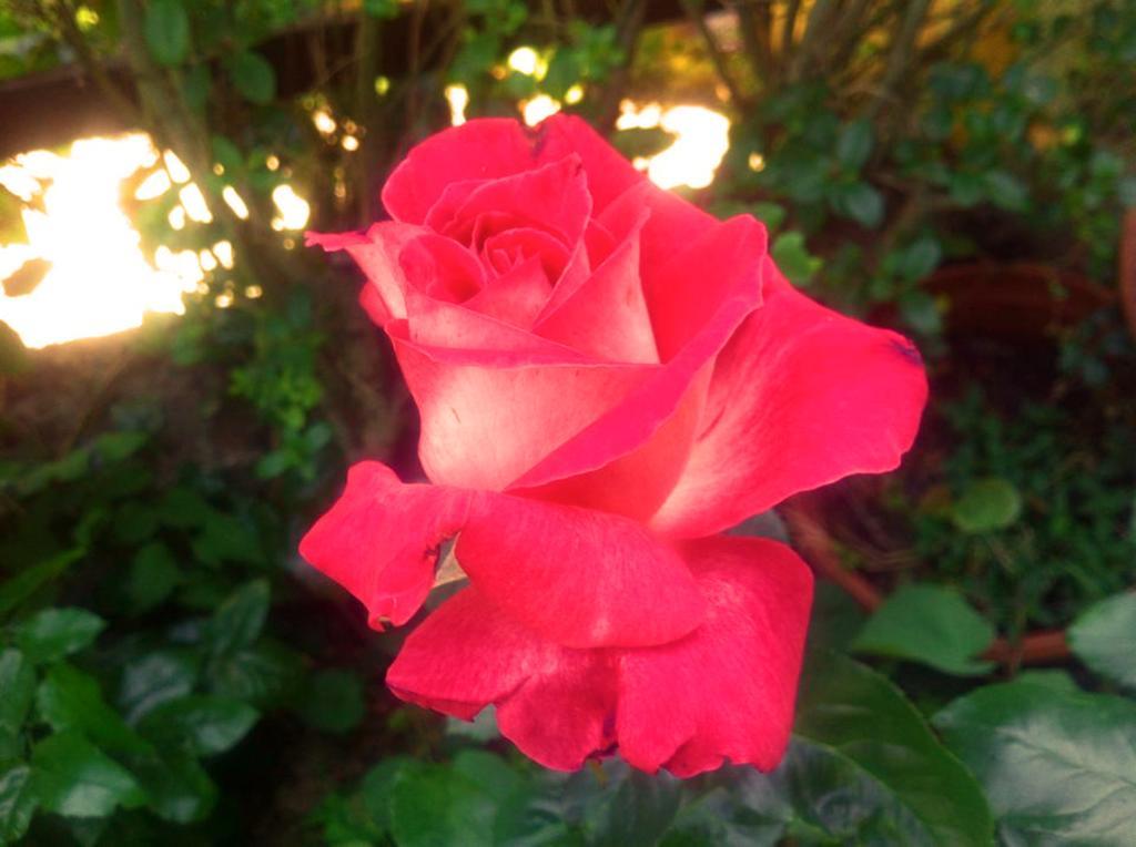 برايا إيه ماري La Corte Delle Rose B&B المظهر الخارجي الصورة